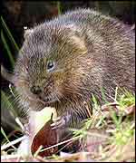 Water vole   BBC
