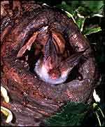 Brown long-eared bat   Hugh Clark/BCT