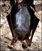 Greater mouse-eared bat   R.Stebbings/BCT