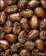 Ricin beans