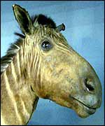 Extinct quagga   BBC
