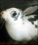 A rabbit