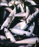 Mackerel