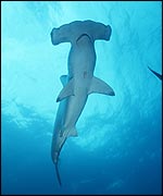 Scalloped hammerhead shark   Philip Colla/OceanLight.com