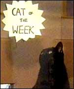 Black cat