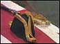 Cocked hat of the Admiral of the Fleet on Lord Mountbatten's coffin