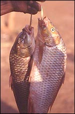 Carp, Luc de Vos