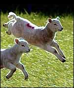 Lambs gambolling   PA
