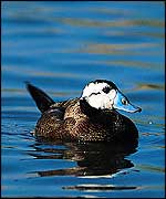 White-headed duck   Dr Tony Martin