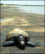 Dead green turtle   M Gray