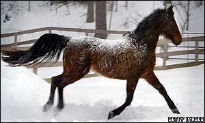 A horse 