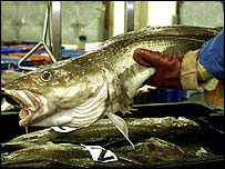 Cod