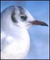 Seagull