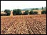 Field