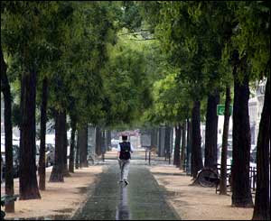Avenue of trees