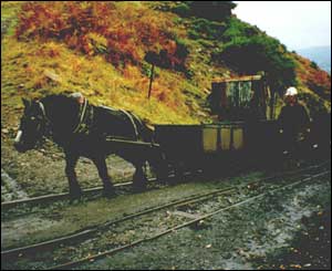 Blackie - one of Wales' last pit ponies who retired in 1998 from Carn Cornel Colliery in the  Neath Valley. Blackie is now retired and living in a sanctuary (sent by Roy Peckham)