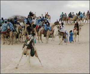 Camel race 
