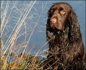 Bradley, a two-year-old field spaniel, taking to the waters at the Dare Valley Country Park,  Aberdare (Gerwyn Gibbs)