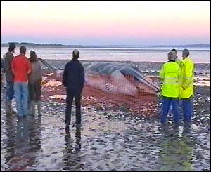 Fin whale 