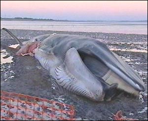 Fin whale 