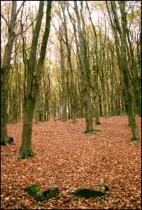 Gareth Morgan, from Llantwit Fardre, took this shot  whilst walking in the Wenallt Woods north of Cardiff
