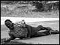 James Meredith shot and wounded on the ground
