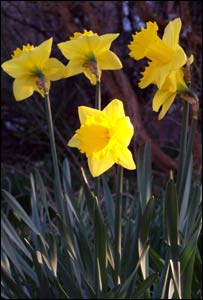 Daffodils in the vegetable patch, as captured by Craig Taylor, from Llannerch Park near St Asaph