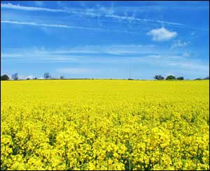 This stunning shot of a field near  Langstone, south Wales, was sent by Sufian Ahmed