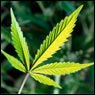 cannabis