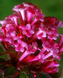 Viburnum bodnantense
