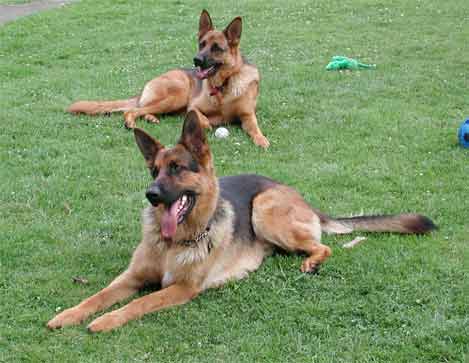 Aslan and Kas