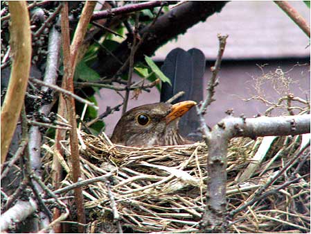 Baby bird