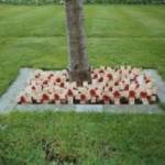 Poppy Crosses placed beneath ‘The Peace Tree’ outside St Nicholas Church, Whitehaven, Cumbria. Some of the so-called ‘D-Day Dodgers’ are buried beneath crosses in ‘Sunny Italy’ that bear no name. Likewise, some of the poppy crosses in the photograph bear no name. Poppy Crosses placed beneath ‘The Peace Tree’ outside St Nicholas Church, Whitehaven, Cumbria. Some of the so-called ‘D-Day Dodgers’ are buried beneath crosses in ‘Sunny Italy’ that bear no name. Likewise, some of the poppy crosses in the photograph bear no name.