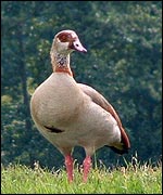 Picture: Egyptian goose
