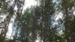 Trees near Linn of Dee car park