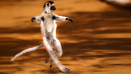 Wild Madagascar