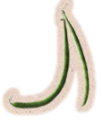 How to grow your french bean