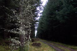 Dark Wood