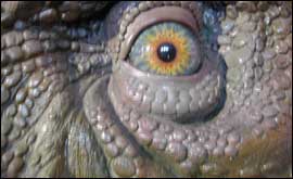 Dinosaur  eye