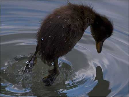 Duckling