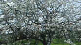 Tree Tree