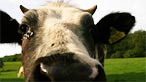 A cow by Nadine Ballantyne