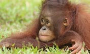 Orang-utan