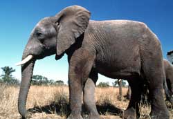 Elephant
