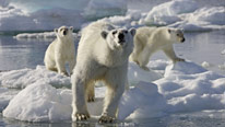 Mother polar bear with her two cubs