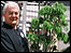 National Bonsai Collection