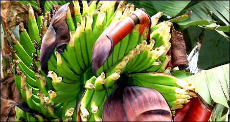 Musa Cavendishii -  The Dwarf Banana