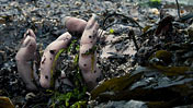 Sawney Bean