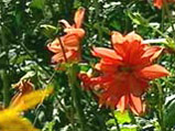 Mixed planting area