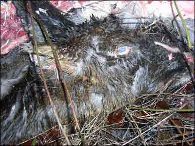 Roe Deer carcass, possible big cat kill?